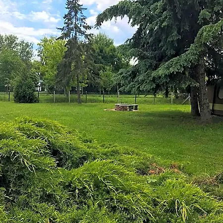 Fűz
